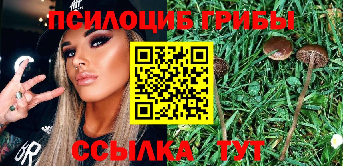 Галлюциногенные грибы прущие грибы  Рузаевка  Галлюциногенные грибы Cubensis 